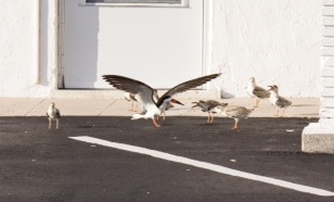 skimmers